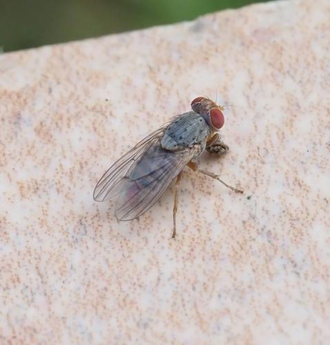 Réf. 234 407 : Prosopomyia pallida